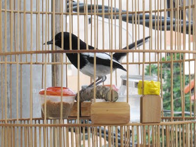 Bí kíp cách nuôi chim chích chòe than hót hay-2