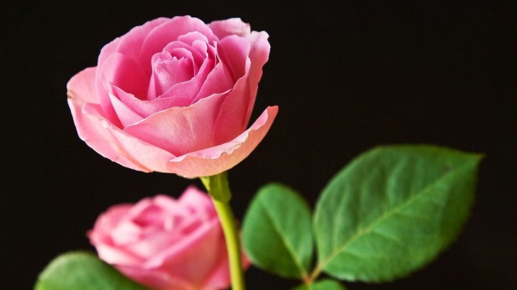 Những hình ảnh hoa hồng đẹp ngọt ngào, lãng mạn-26