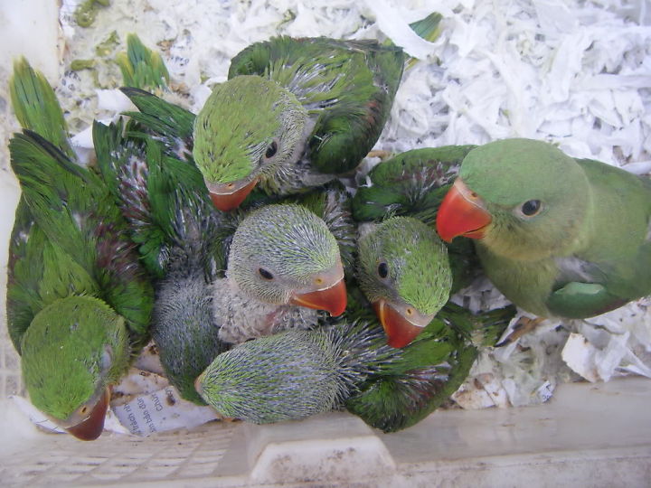 5 con vẹt bị cách ly đặc biệt vì dạy nhau nói bậy