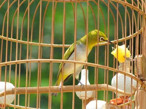 Kinh nghiệm cách nuôi chim vành khuyên nhanh líu tốt-4