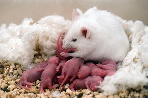 Cách nuôi chuột bạch khỏe mạnh cho người chưa có kinh nghiệm-2