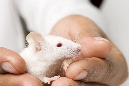 Cách nuôi chuột bạch khỏe mạnh cho người chưa có kinh nghiệm-3
