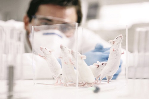 Cách nuôi chuột bạch khỏe mạnh cho người chưa có kinh nghiệm-4