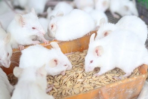 Cách nuôi chuột bạch khỏe mạnh cho người chưa có kinh nghiệm