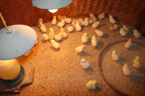 Cách nuôi gà con mới nở khỏe mạnh, nhanh lớn tại nhà-8