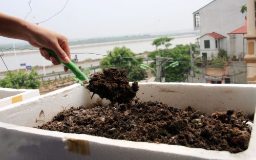 Cách trồng bí đỏ từ hạt tươi trong thùng xốp tại nhà-2