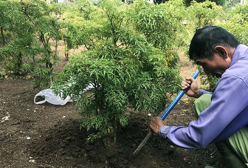 Cách trồng cây Đinh Lăng bằng cành cho năng suất cao-3