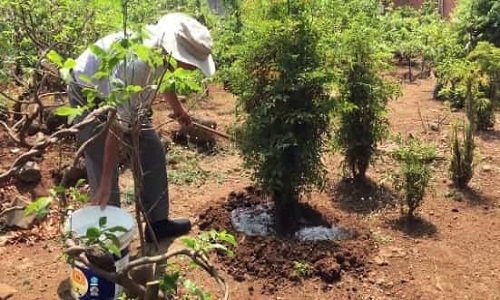 Cách trồng cây Đinh Lăng bằng cành cho năng suất cao-4