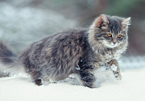 Một số giống mèo lông xù đẹp nhất-8