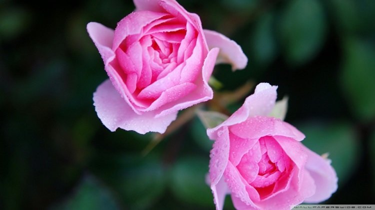 Những hình ảnh hoa hồng đẹp ngọt ngào, lãng mạn-24