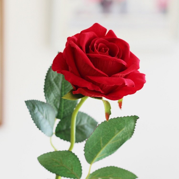 Những hình ảnh hoa hồng đẹp ngọt ngào, lãng mạn-12