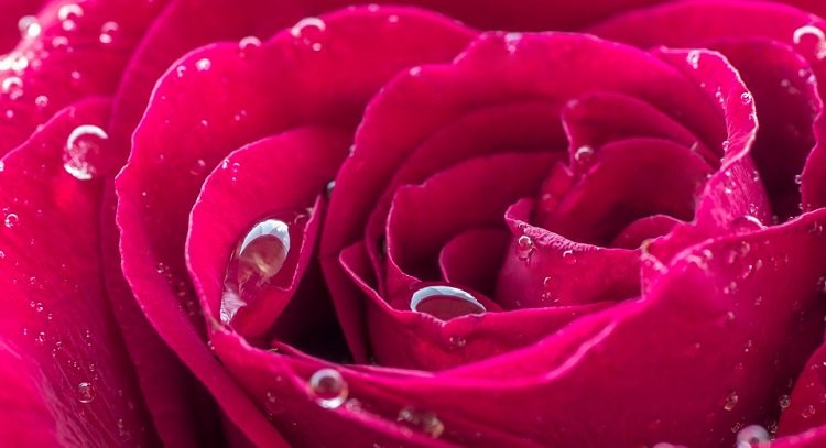 Những hình ảnh hoa hồng đẹp ngọt ngào, lãng mạn-7