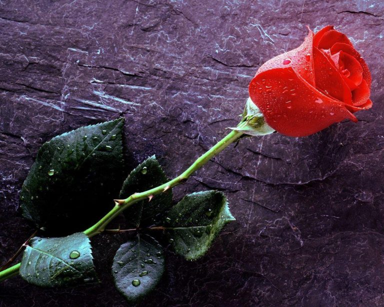 99 Hình nền hoa hồng đẹp nhất cho điện thoại  Đại Học Kinh Doanh  Công  Nghệ Hà Nội