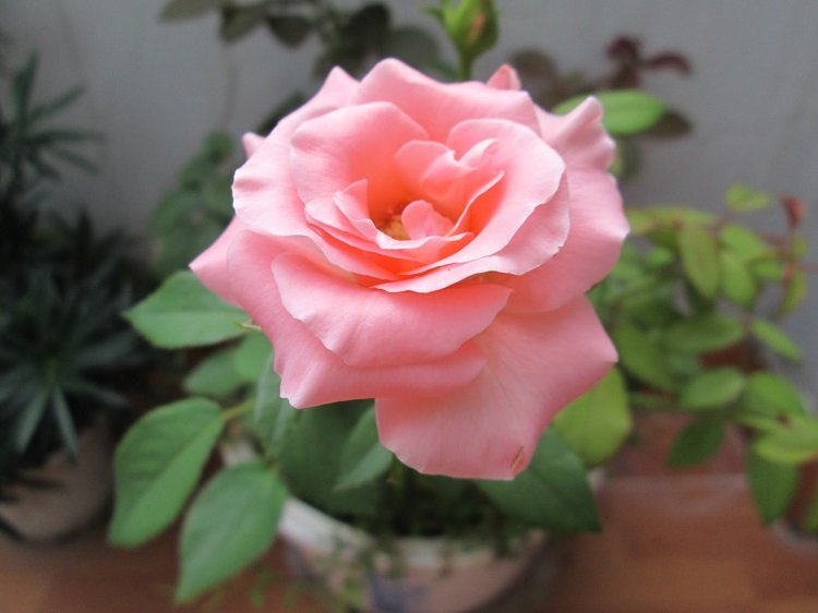 Những hình ảnh hoa hồng đẹp ngọt ngào, lãng mạn-27
