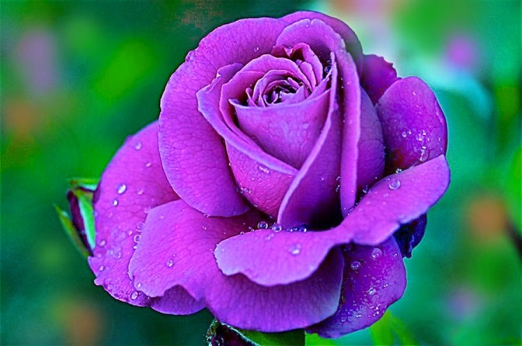 Những hình ảnh hoa hồng đẹp ngọt ngào, lãng mạn-41