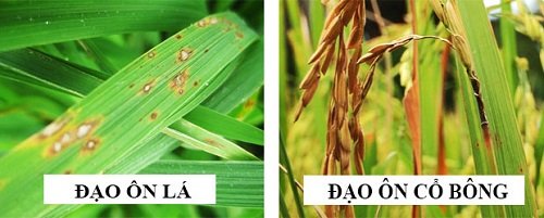 Nguồn gốc và cách trồng cây lúa nước-10