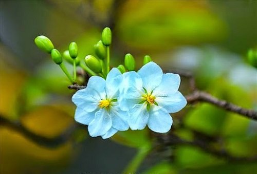 Những bài thơ về hoa mai ngập tràn sắc xuân-3