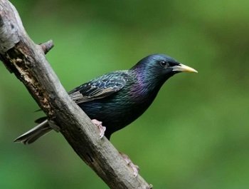 Tổng hợp các loại chim cảnh dễ nuôi tại Việt Nam