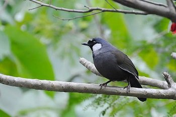 Tổng hợp các loại chim cảnh dễ nuôi tại Việt Nam-10