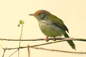Tổng hợp các loại chim cảnh dễ nuôi tại Việt Nam-8