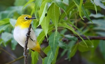 Tổng hợp các loại chim cảnh dễ nuôi tại Việt Nam-5