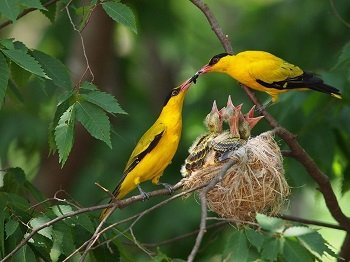 Tổng hợp các loại chim cảnh dễ nuôi tại Việt Nam-3