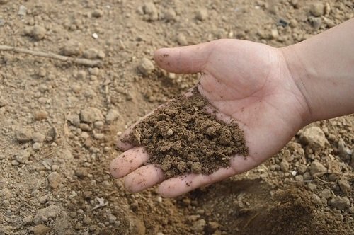 Trồng cây gì trên đất cát cho hiệu quả cao-4