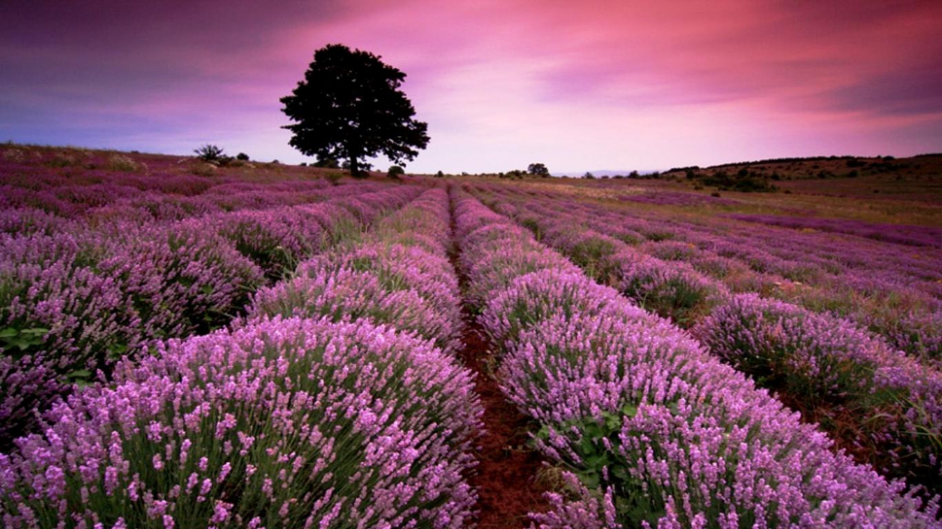 Ảnh hoa oải hương Lavender, hình nền hoa oải hương đẹp-12