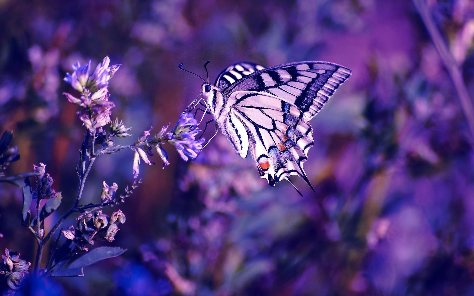 Ảnh hoa oải hương Lavender, hình nền hoa oải hương đẹp-13