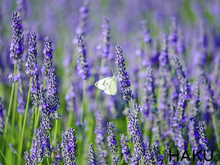 Ảnh hoa oải hương Lavender, hình nền hoa oải hương đẹp-15