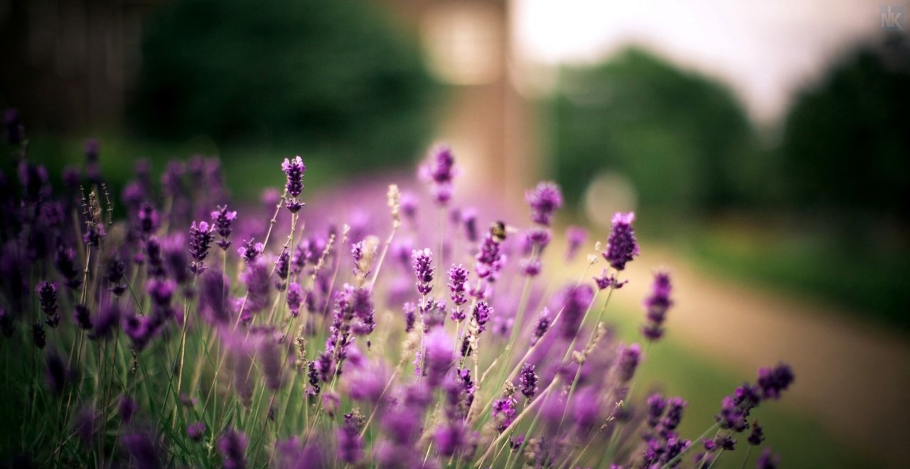 Ảnh hoa oải hương Lavender, hình nền hoa oải hương đẹp-17