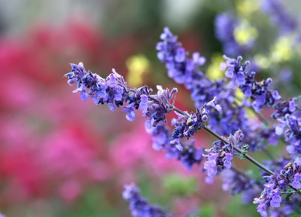 Ảnh hoa oải hương Lavender, hình nền hoa oải hương đẹp-4