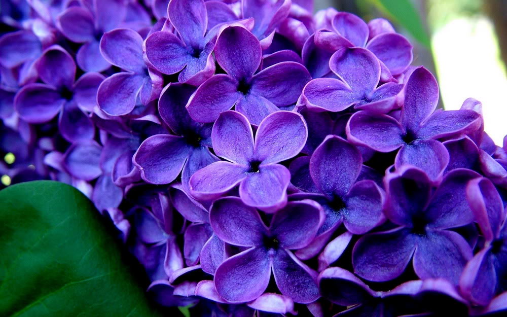 Ảnh hoa oải hương Lavender, hình nền hoa oải hương đẹp-5