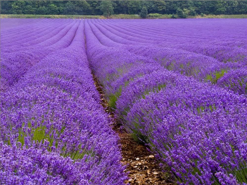 Ảnh hoa oải hương Lavender, hình nền hoa oải hương đẹp-8