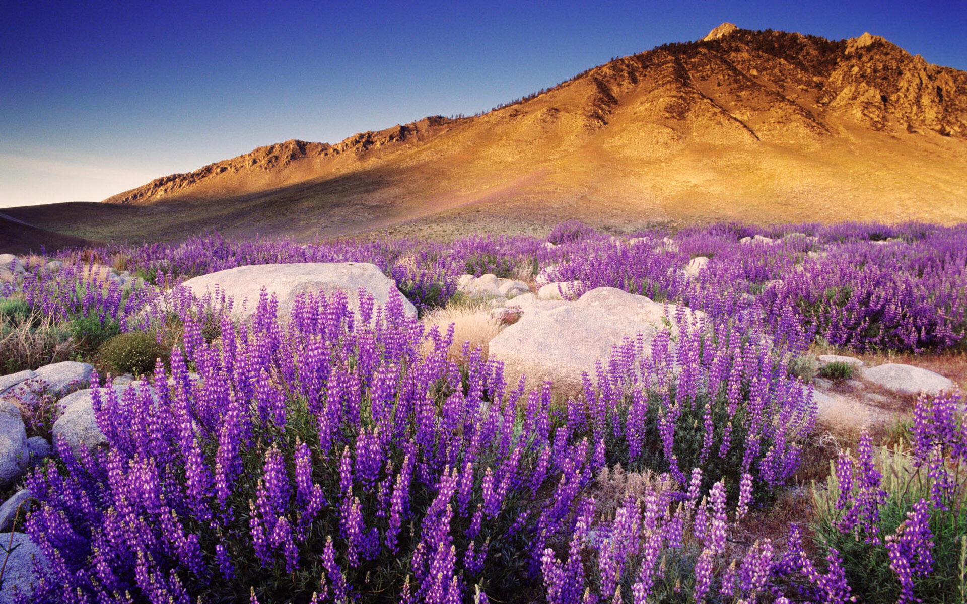 Ảnh hoa oải hương Lavender, hình nền hoa oải hương đẹp-9
