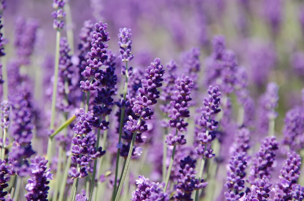 Ảnh hoa oải hương Lavender, hình nền hoa oải hương đẹp-10