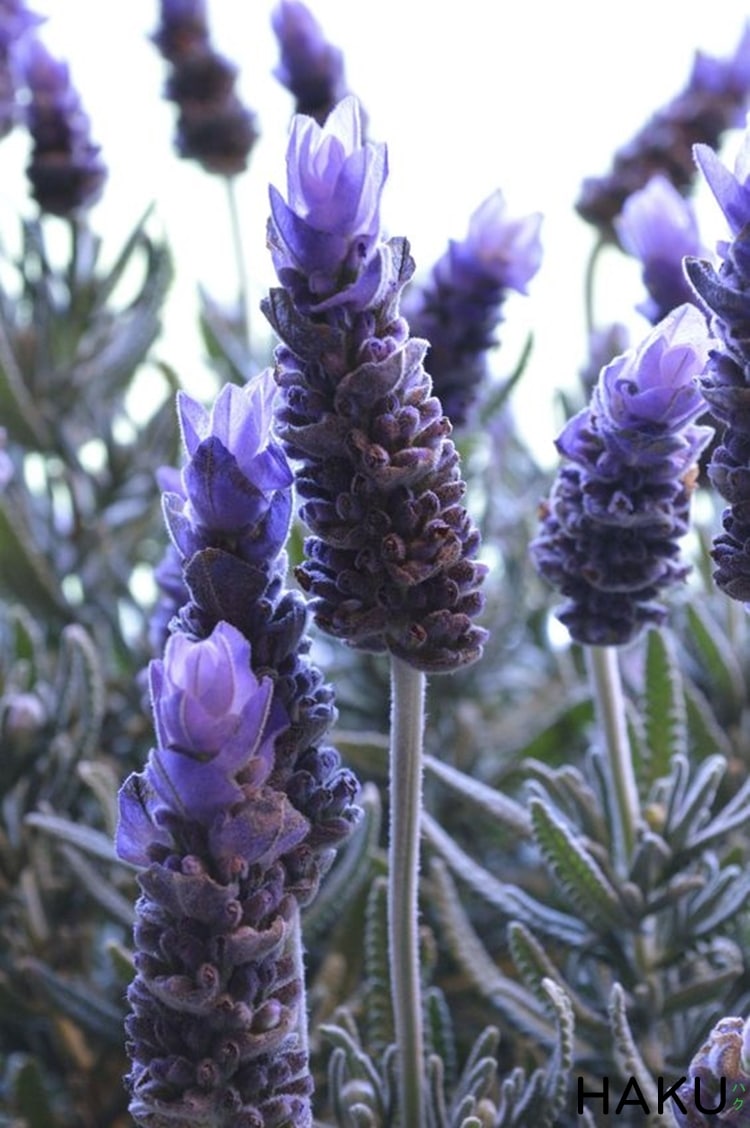 Ảnh hoa oải hương Lavender, hình nền hoa oải hương đẹp