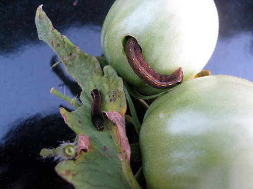 Các loại sâu bệnh hại ở cây trồng, rau củ & biện pháp phòng diệt sâu bệnh