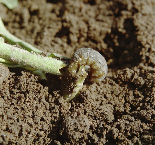 Các loại sâu bệnh hại ở cây trồng, rau củ & biện pháp phòng diệt sâu bệnh-3