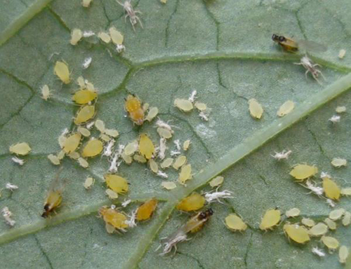 Các loại sâu bệnh hại ở cây trồng, rau củ & biện pháp phòng diệt sâu bệnh-4