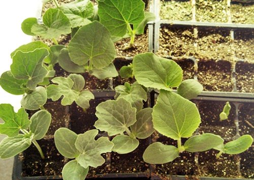 Cách trồng bí đao trong chậu để tại nhà
