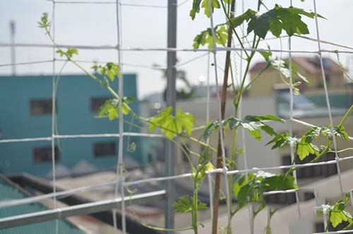 Cách trồng mướp đắng ra quả trong vườn nhà-3
