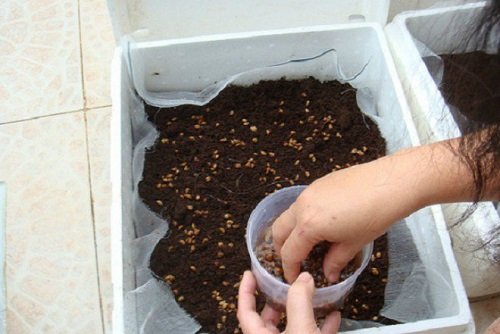 Cách trồng rau cải cúc trong thùng xốp tại nhà-4