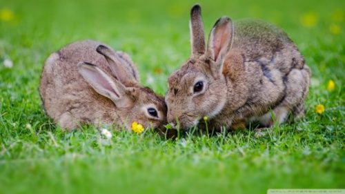 Hình ảnh con thỏ xinh xắn dễ thương