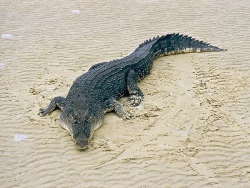 Nằm mơ thấy cá sấu là điềm báo gì? Đánh con gì?