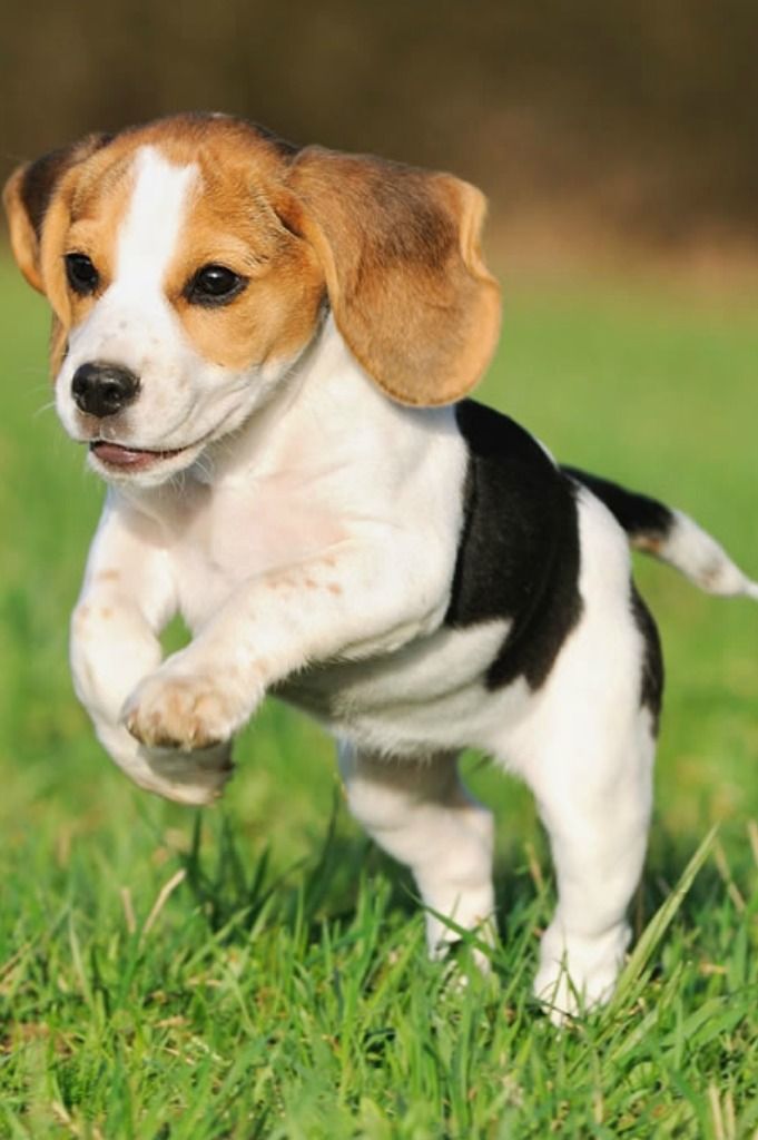 Giới thiệu, cách nuôi dạy và chăm sóc chó beagle