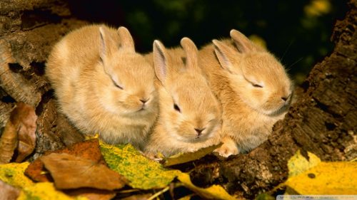 Hình ảnh con thỏ xinh xắn dễ thương-17