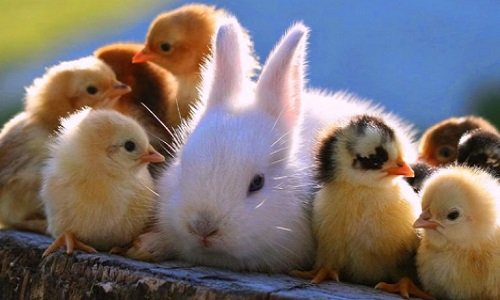 Hình ảnh con thỏ xinh xắn dễ thương-29