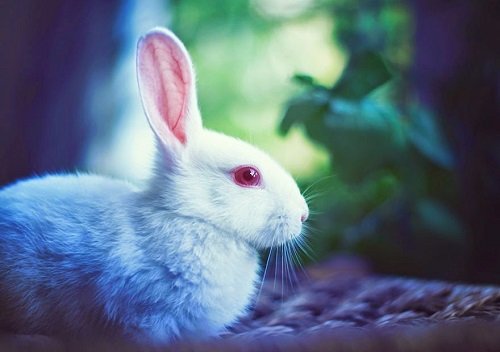 Hình ảnh con thỏ xinh xắn dễ thương-38