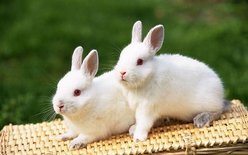 Hình ảnh con thỏ xinh xắn dễ thương-42